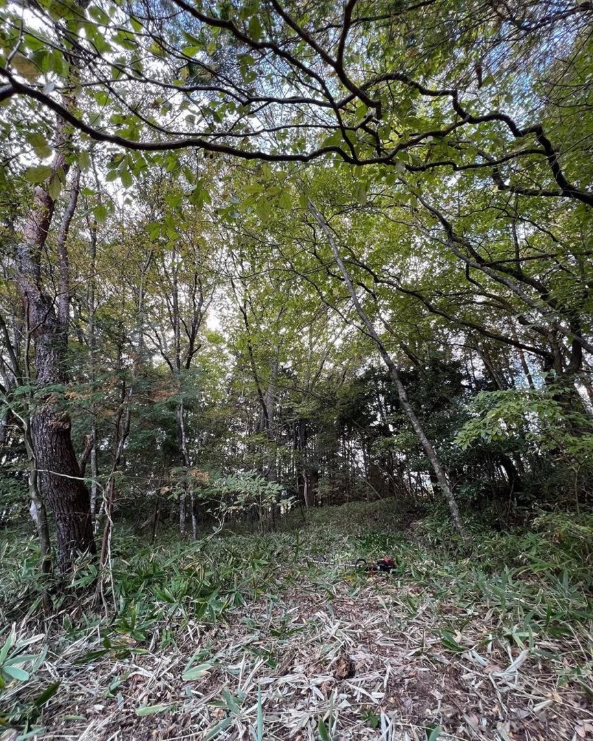 agi No.3の広葉樹林