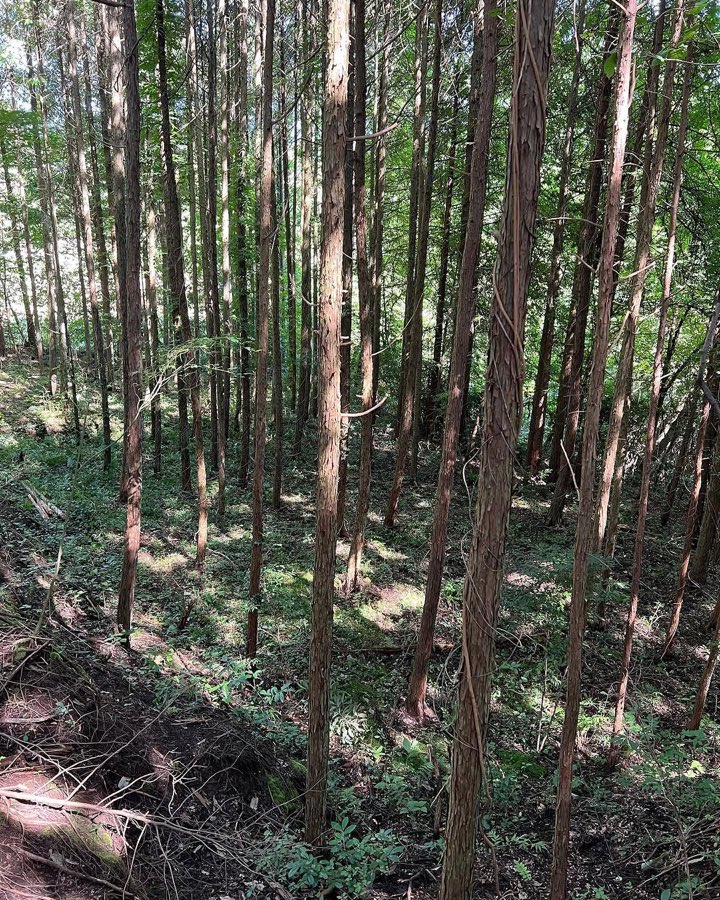 agi No.4の杉林